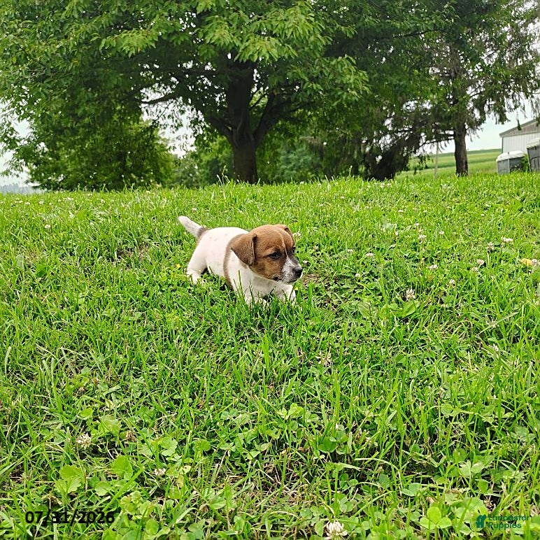 Jack Russell Terrier dogs Samantha - Ad 2