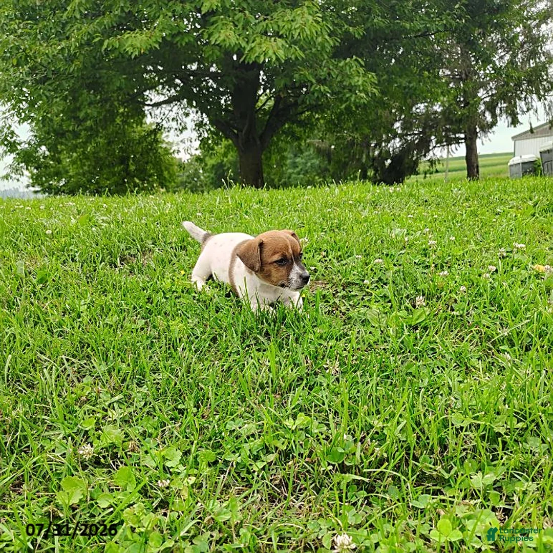 Jack Russell Terrier dogs for sale: Samantha - Ad 2