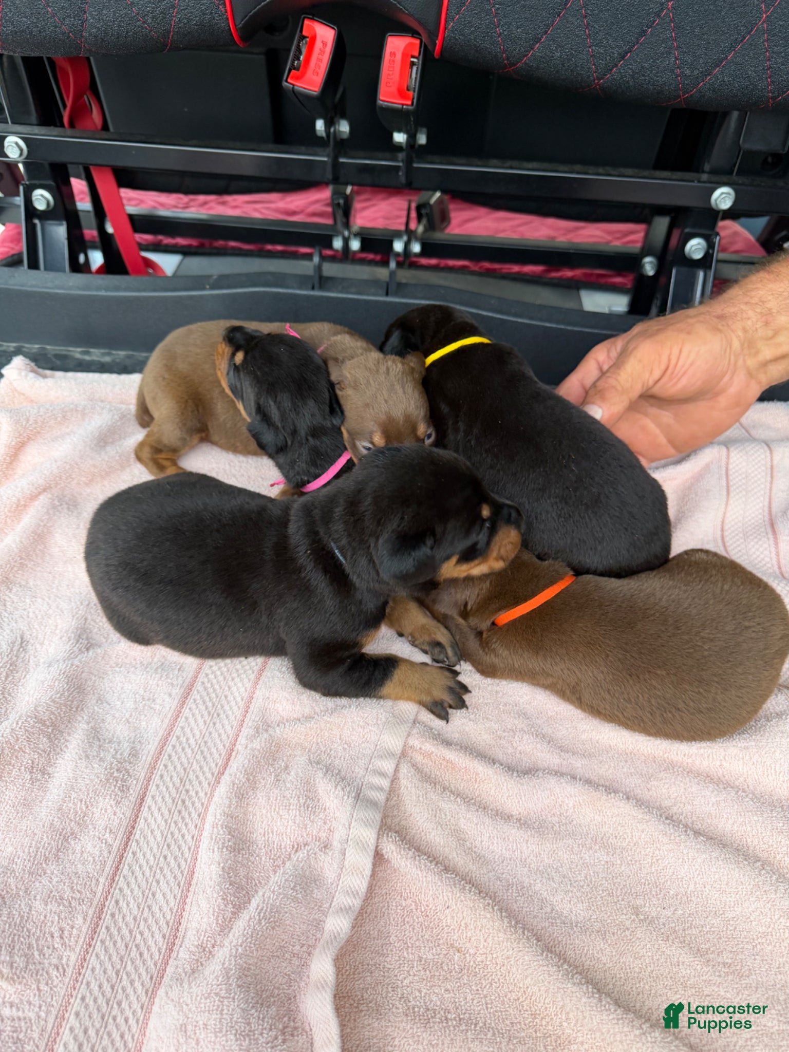 Doberman Pinscher dogs Doberman Pinscher Puppy 8 - Ad 36