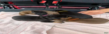 Doberman Pinscher Puppy 8