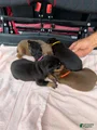 Doberman Pinscher Puppy 8