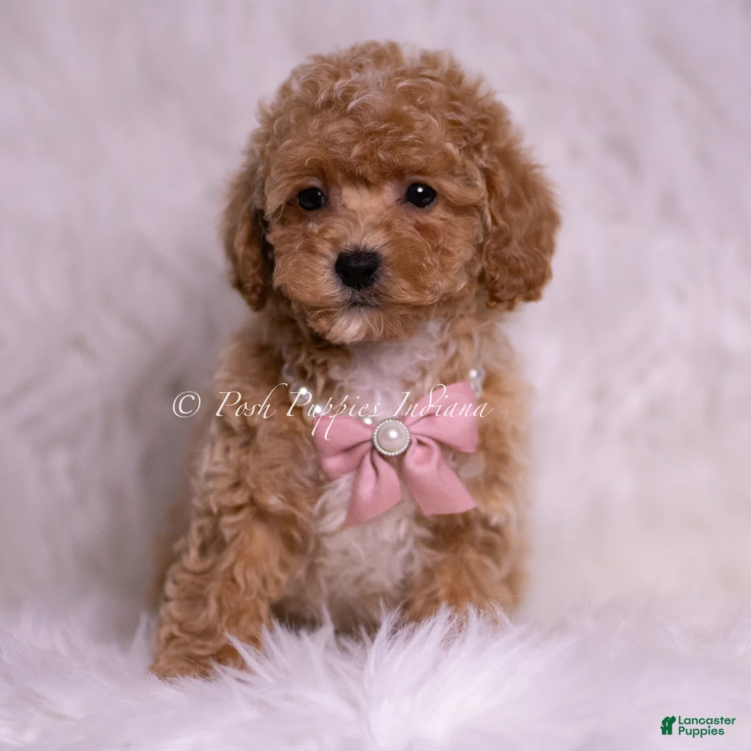 Maltipoo dogs for sale: Sasha F1B - Ad 2