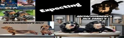 Miniature Dachshund dogs for sale: Black and cream AKC  - Ad 12