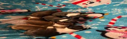Boston Terrier dogs for sale: Sleepy-Brindle& white - Ad 8