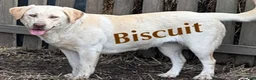 Labrador Retriever dogs for sale: Labrador Retriever 2 - Ad 1