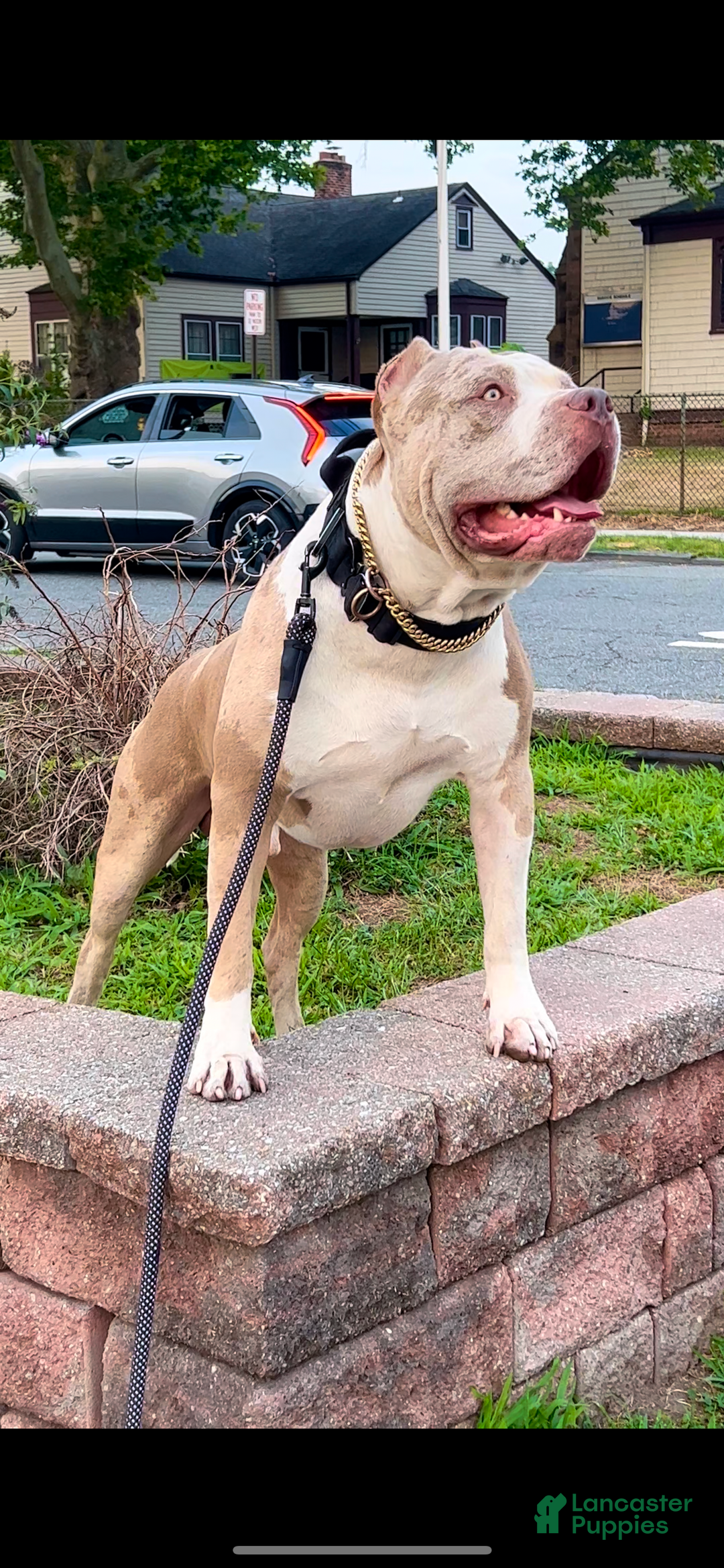 American Bully dogs for sale: BELIZE The XL Bully - Ad 6