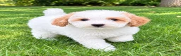 Miniature Poodle dogs for sale: Milo - Ad 3