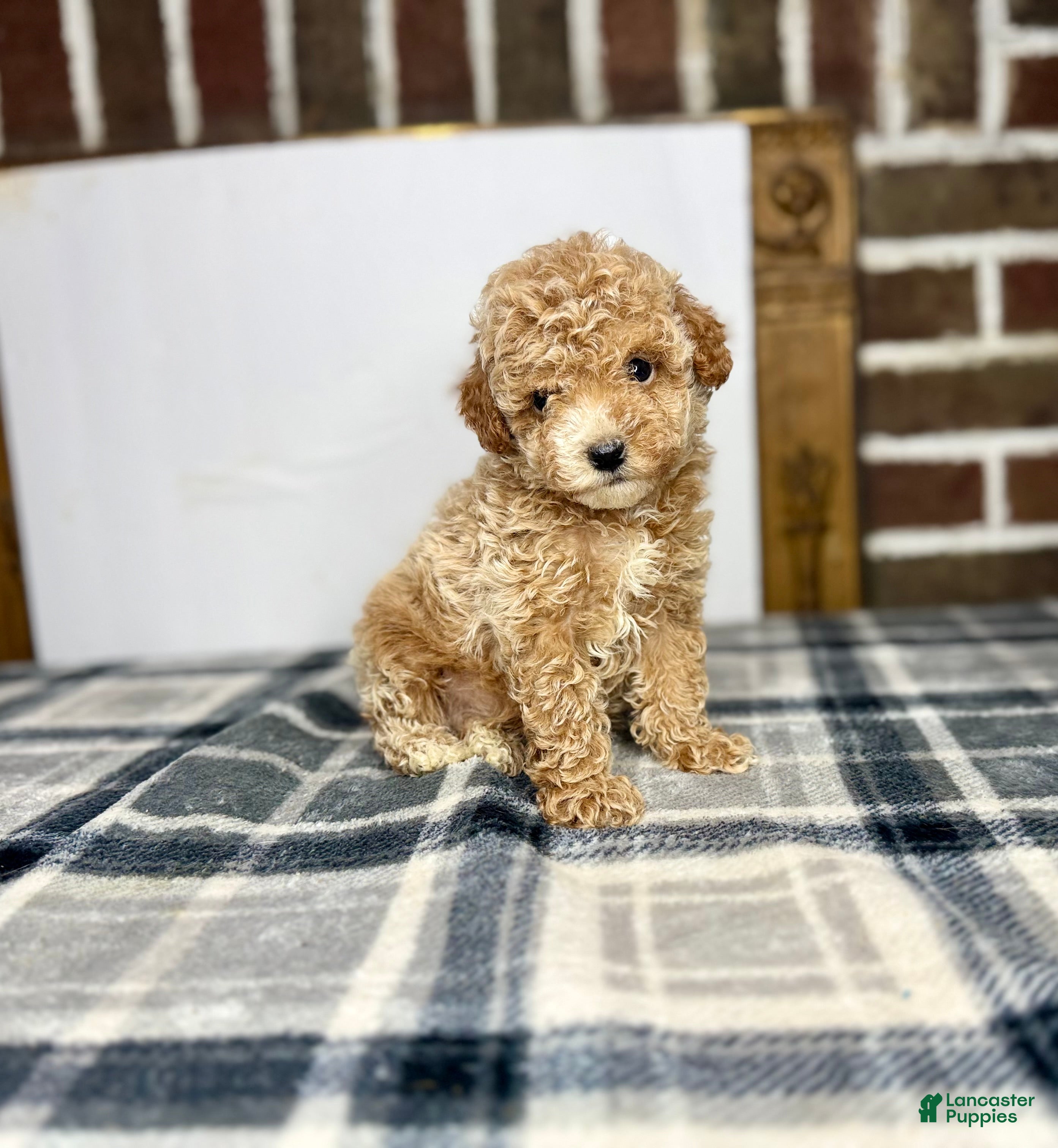 Toy Poodle dogs for sale: Teddy - Ad 2
