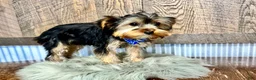 Yorkshire Terrier dogs for sale: Lance - Ad 3