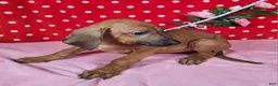 Rhodesian Ridgeback dogs for sale: Roxy - Ad 5