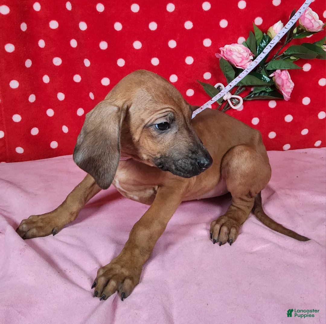 Rhodesian Ridgeback dogs for sale: Roxy - Ad 5