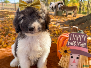 Saint Berdoodles dogs - Ad 15