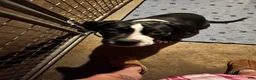 Mixed Breed dogs for sale: Mixed Breed 3 - Ad 2