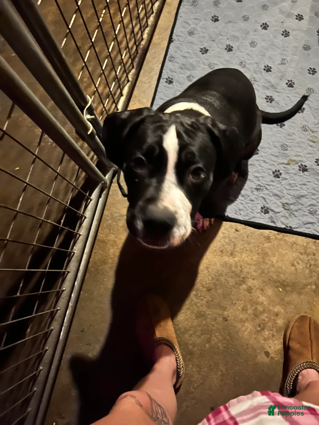 Mixed Breed dogs for sale: Mixed Breed 3 - Ad 2