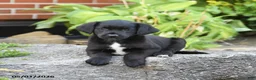 Mixed Breed dogs for sale: Lonnie - Ad 4
