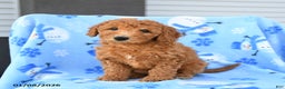 Mini Goldendoodle dogs for sale: Waffle - Ad 4