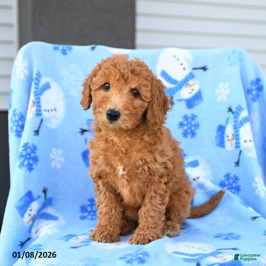 Mini Goldendoodle dogs for sale: Waffle - Ad 4