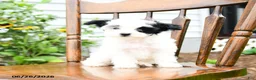 Yorkiepoo dogs for sale: Lilac  - Ad 4