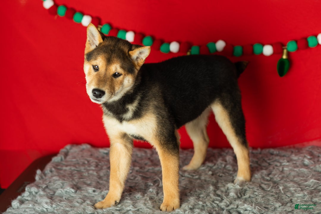Shiba Inu dogs for sale: Benji  - Ad 2