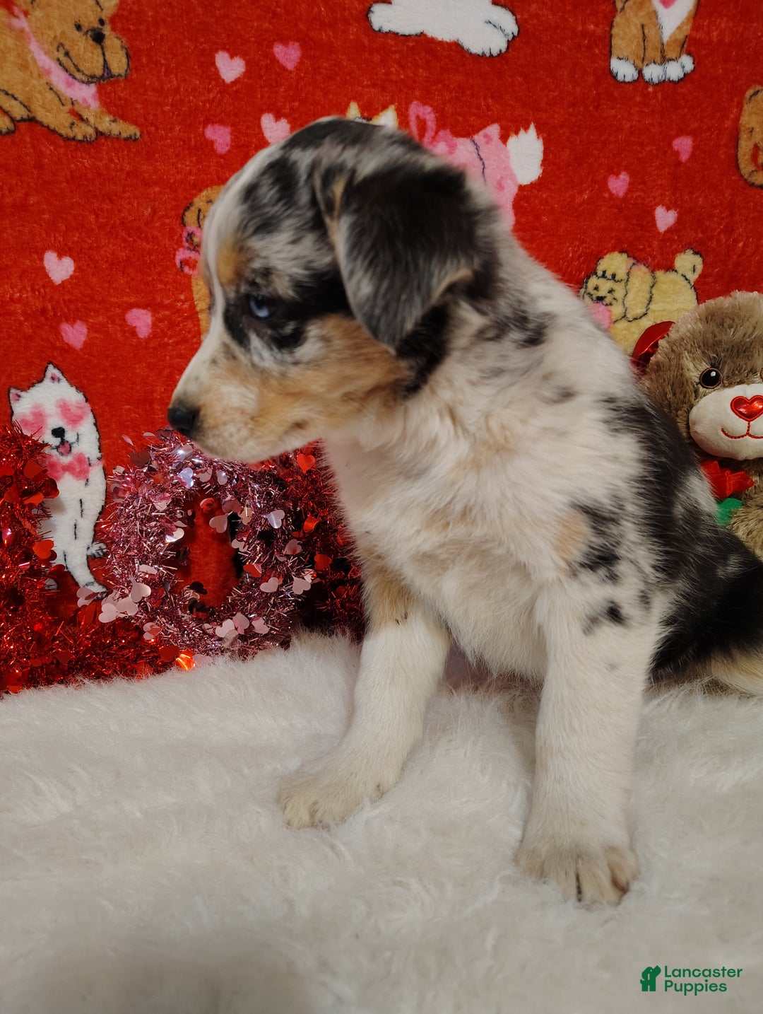 Mixed Breed dogs for sale: Sadie - Ad 6