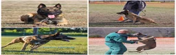 Belgian Malinois dogs for sale: Pink - Ad 8