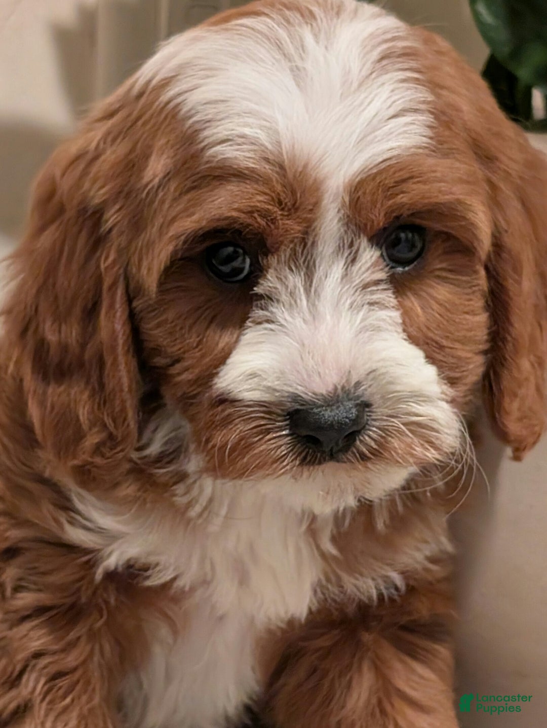 Cavapoo dogs for sale: Sadie  - Ad 3