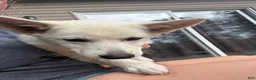 Mixed Breed dogs for sale: $100 BOTH MALES - Ad 4