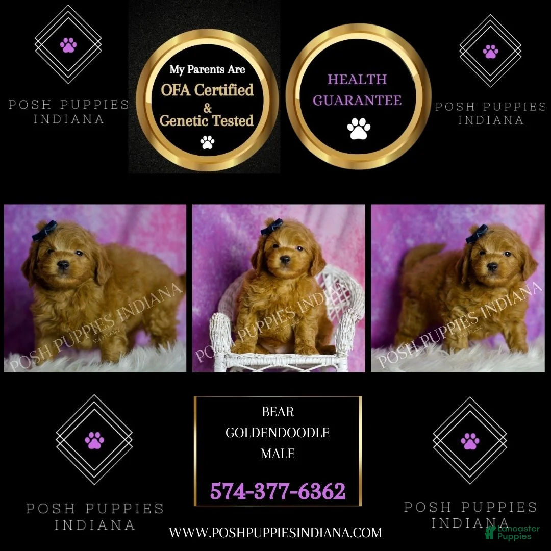 Mini Goldendoodle dogs for sale: Bear - Ad 3