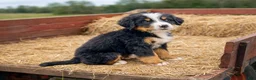 Bernese Mountain Dog dogs for sale: Junior - Ad 1