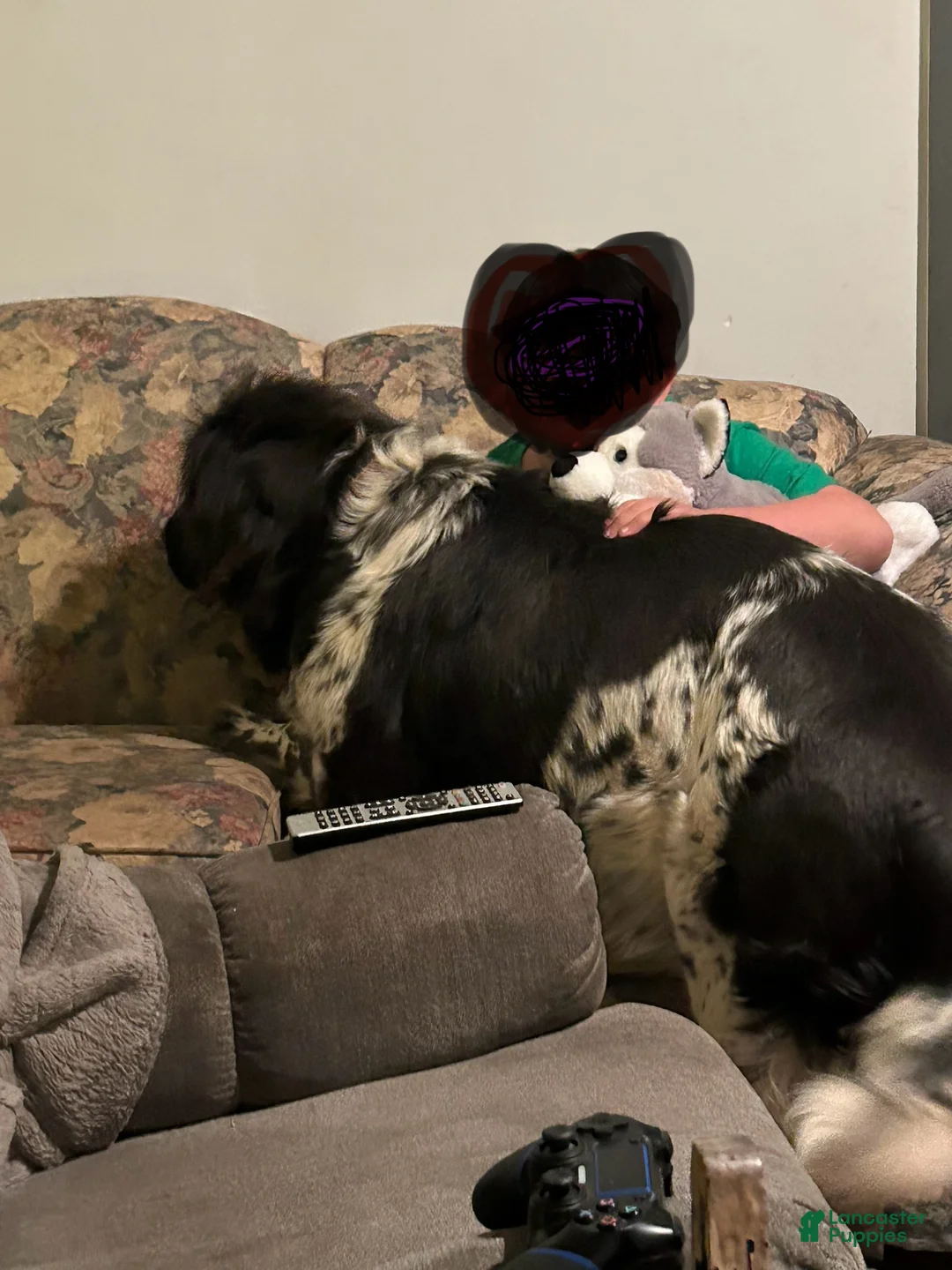 Gallery Image {{count}}