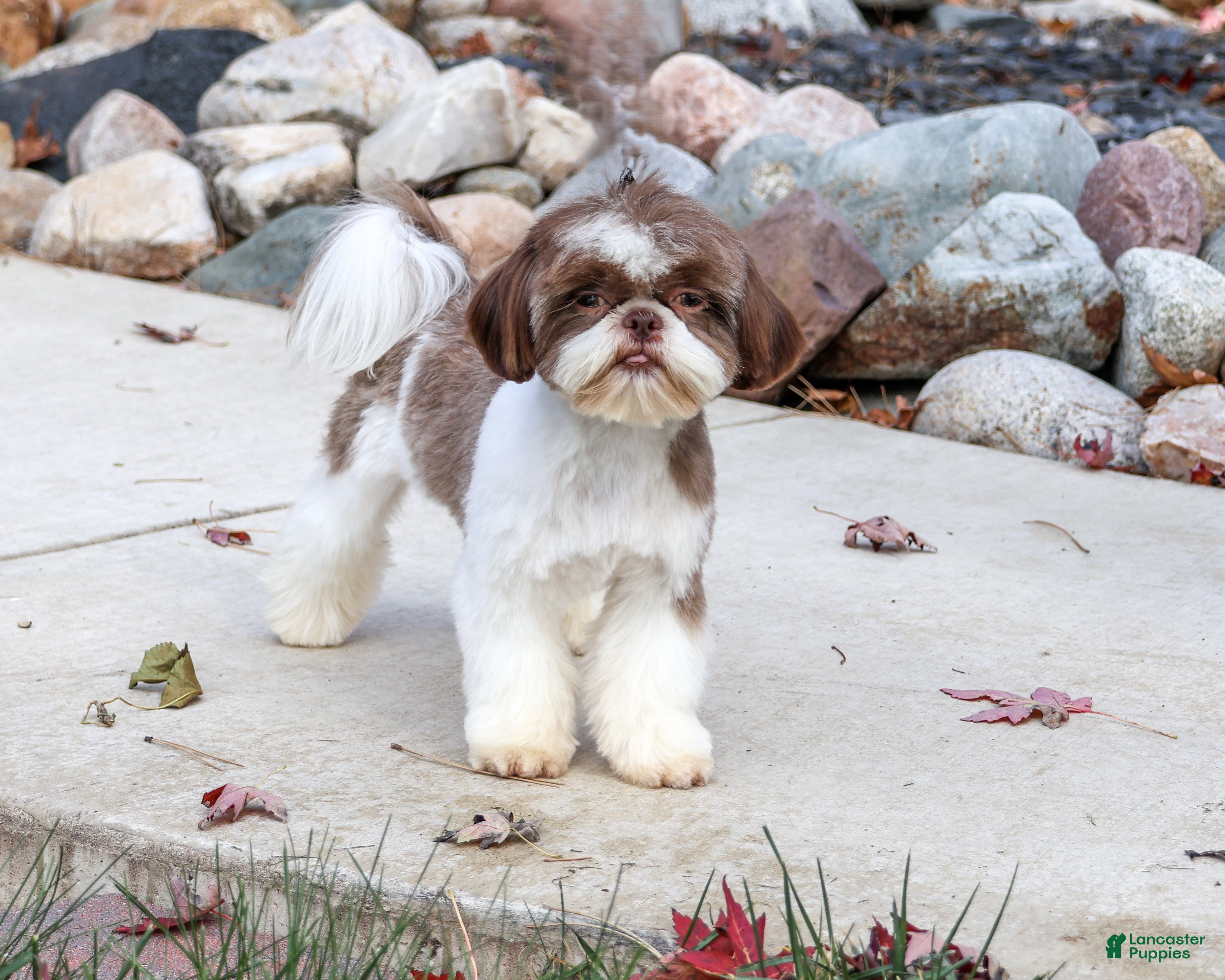 Shih Tzu dogs for sale: Andre - Ad 2