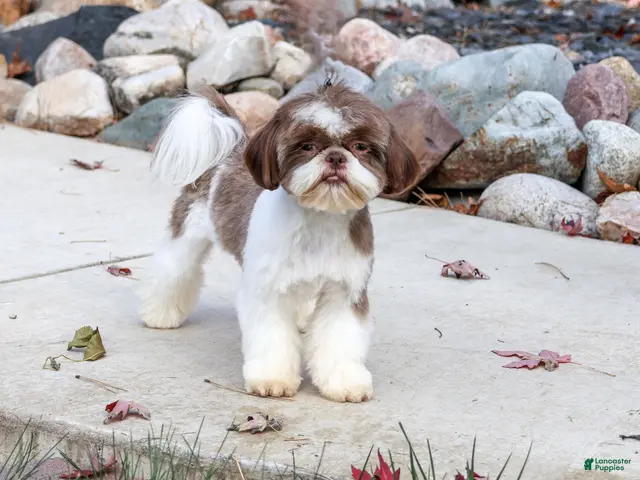 Shih Tzu dogs for sale: Andre - Ad 2