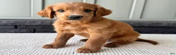 Mixed Breed dogs for sale: Copper - Ad 4