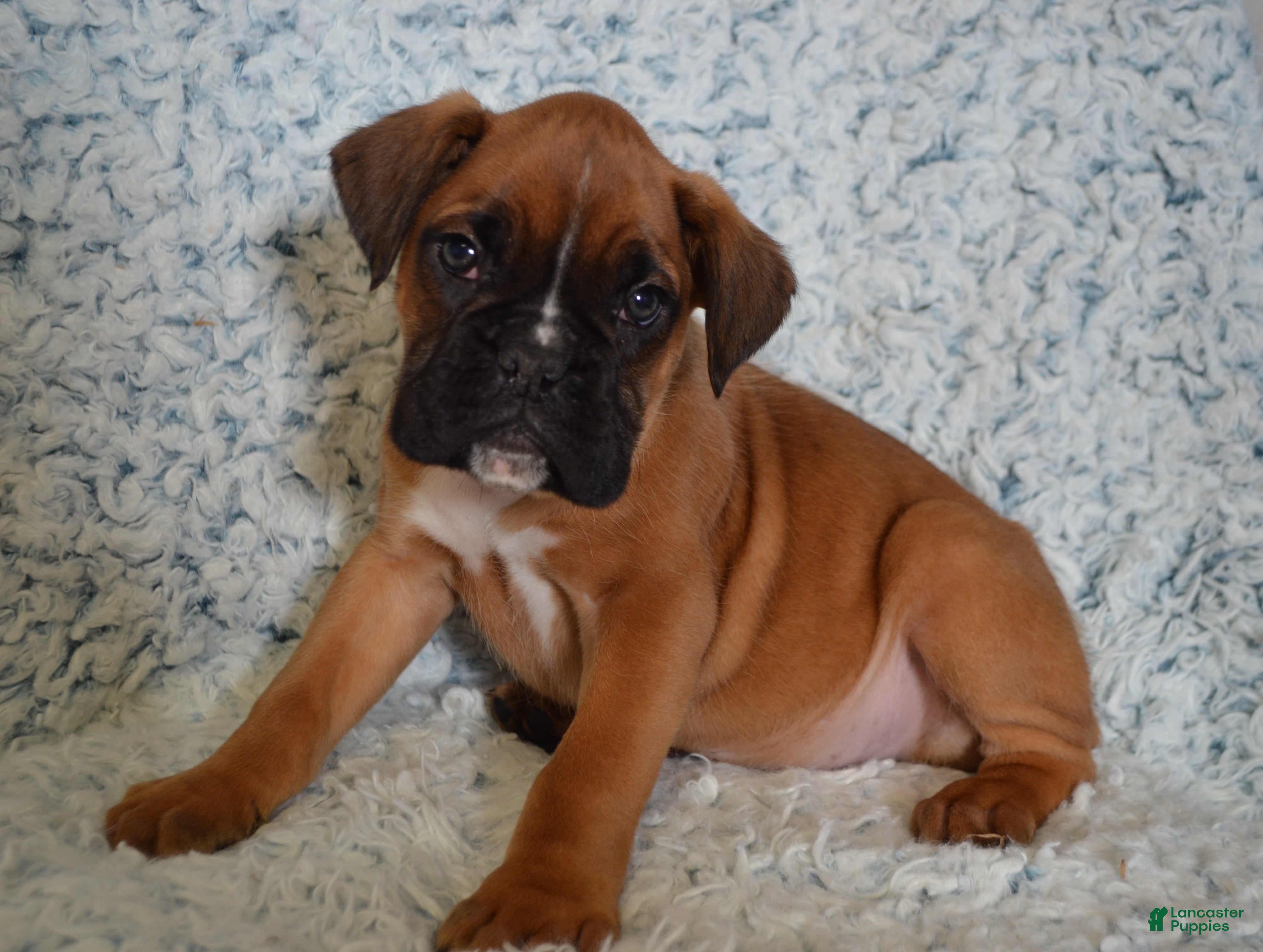 Boxer dogs Reese - Ad 30