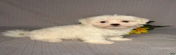 Maltese dogs for sale: Nick - Ad 3