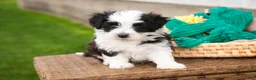 Havanese dogs for sale: Princeton - Ad 5