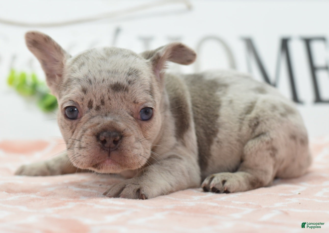 Mixed Breed dogs Bria merle - Ad 2