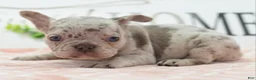Mixed Breed dogs for sale: Bria merle - Ad 2