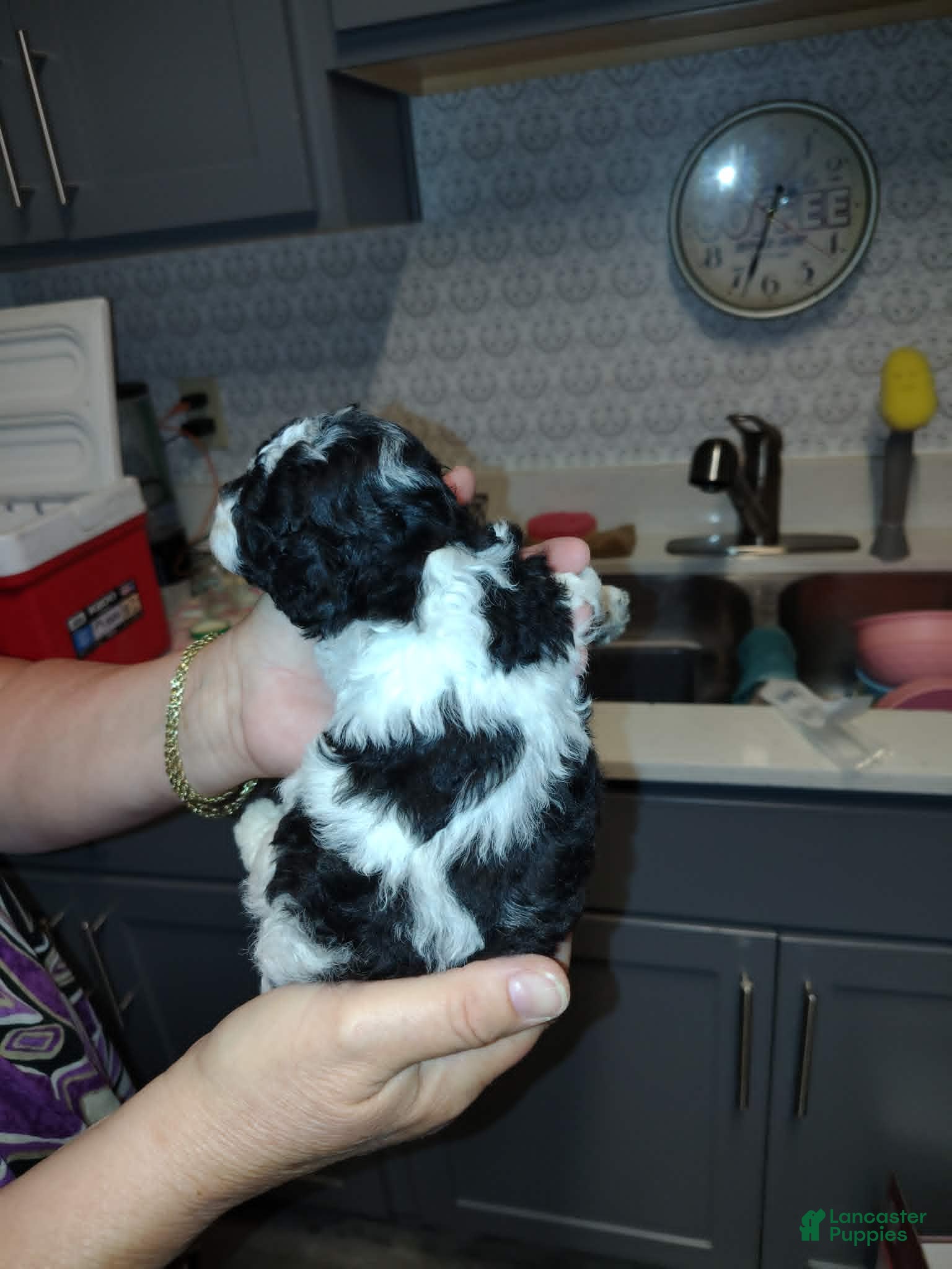 Miniature Poodle dogs Oreo (3 pounds) - Ad 2