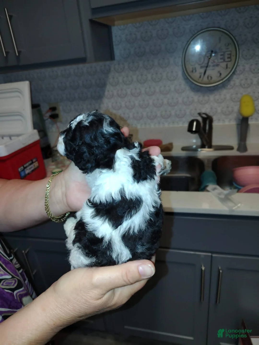 Miniature Poodle dogs for sale: Oreo (3 pounds) - Ad 2
