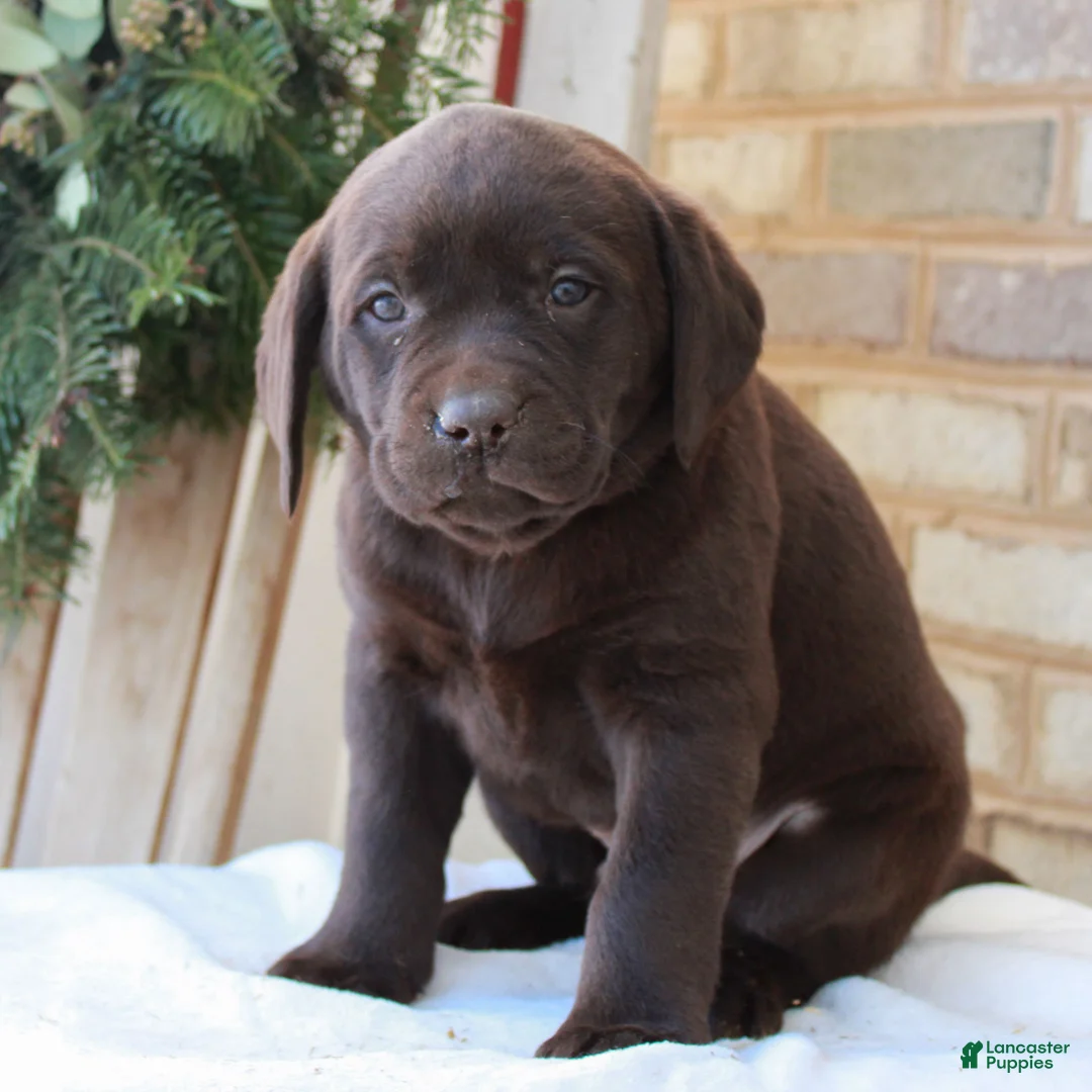 Labrador Retriever dogs for sale: Bubba  - Ad 3