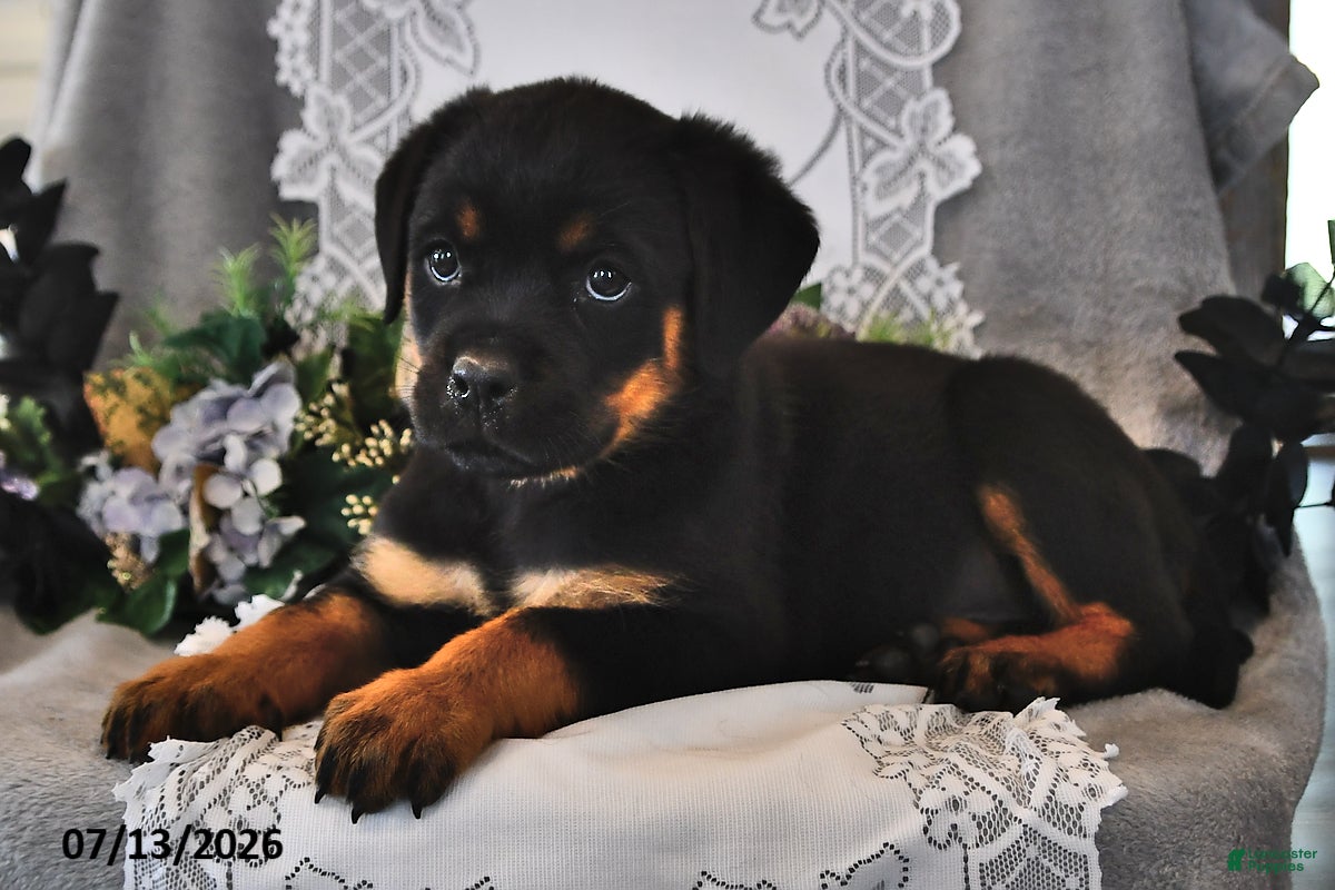 Rottweiler dogs Lady - Ad 1
