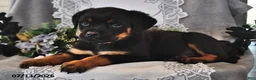 Rottweiler dogs for sale: Lady - Ad 1