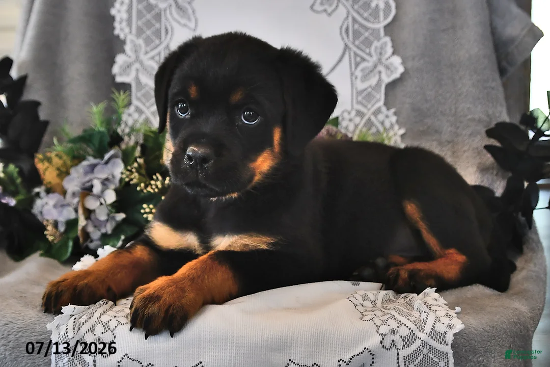 Rottweiler dogs for sale: Lady - Ad 1