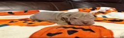 Shar Pei dogs for sale: Forest - Ad 4
