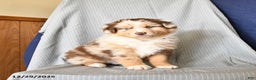 Australian Shepherd dogs for sale: Royal - Ad 1