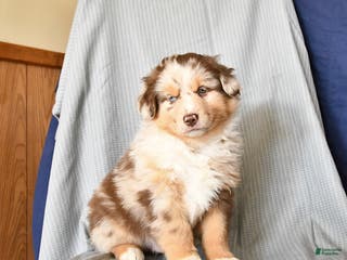 Miniature Australian Shepherd dogs Royal - Ad 12