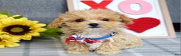 Maltipoo dogs for sale: Axel - Ad 6