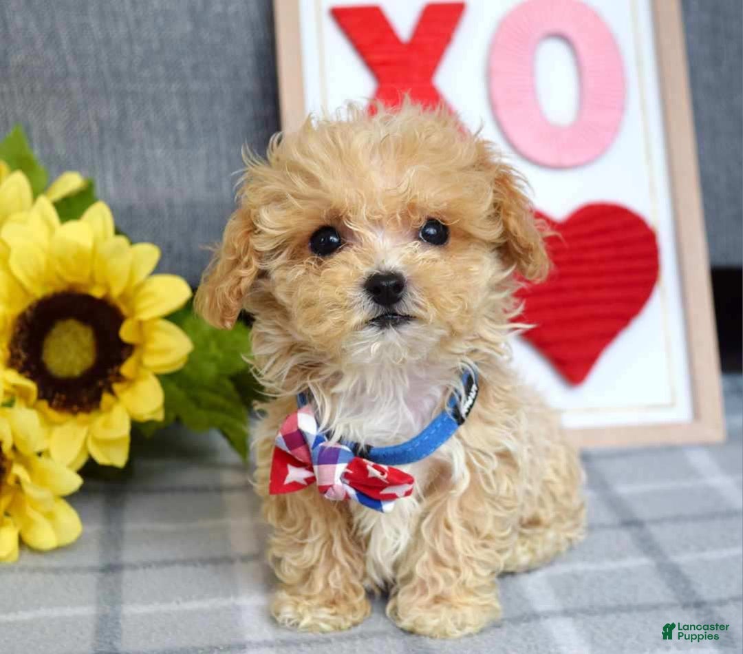 Maltipoo dogs for sale: Axel - Ad 6