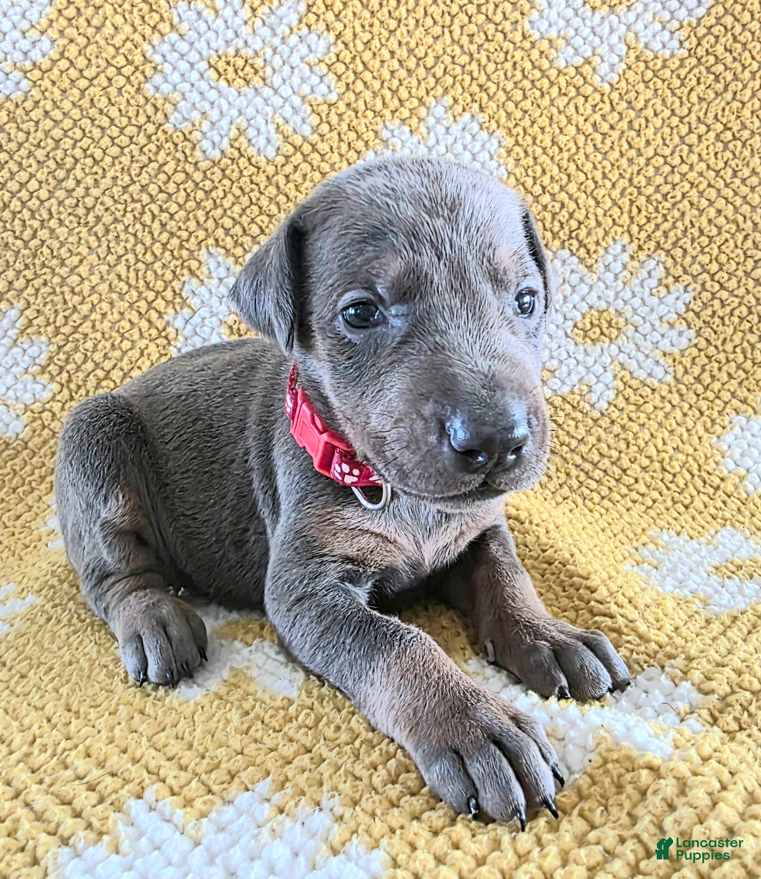 Doberman Pinscher dogs Doberman Pinscher Puppy 5 - Ad 37